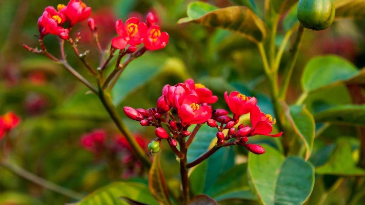 Comment utiliser le jatropha rouge contre le VIH/SIDA ?