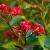 Jatropha rouge1