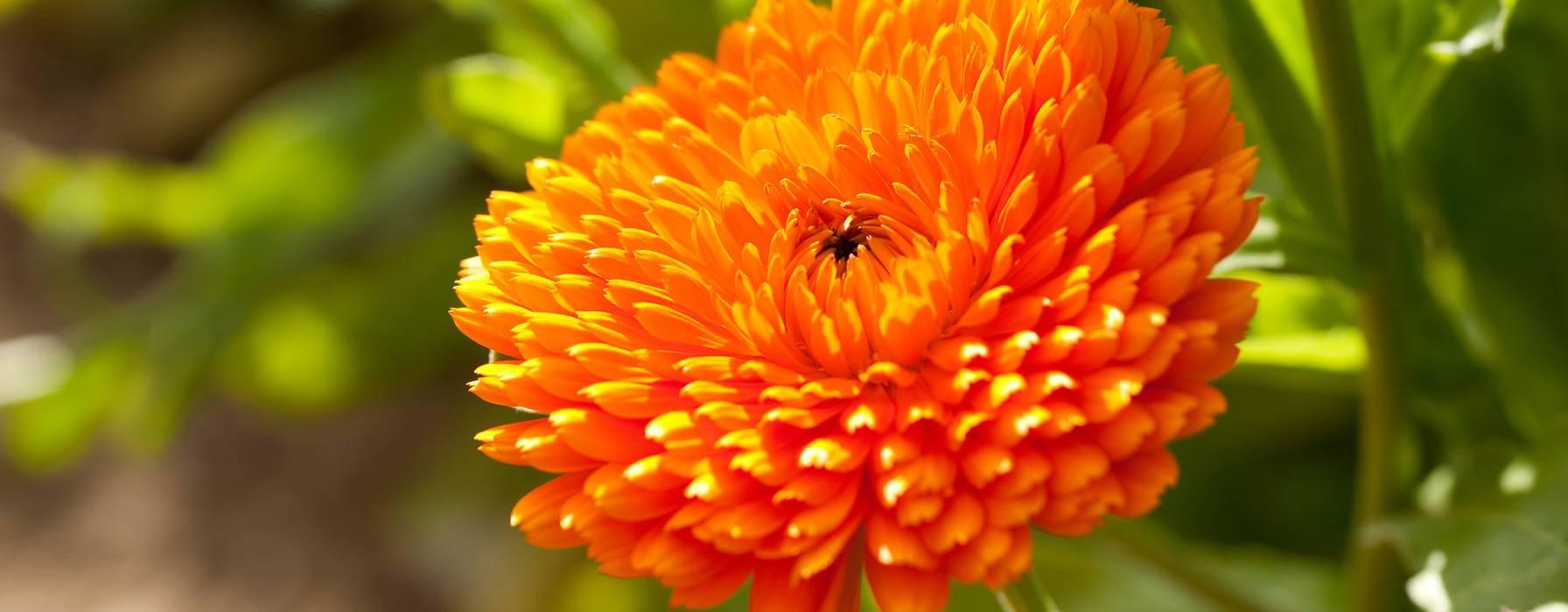 LE CALENDULA : SOLUTION NATURELLE AUX FIBROMES UTERINS