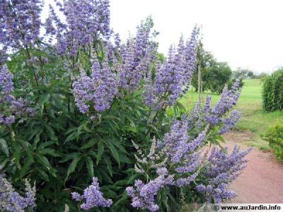 Le gattilier vitex agnus chastus