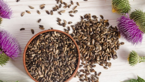 plantes contre la steatose hepatique