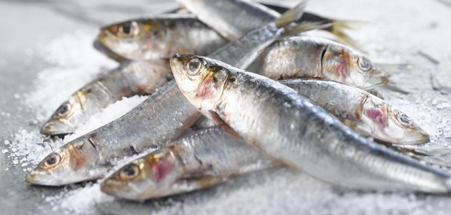 Les sardines soignent les troubles de la mémoire