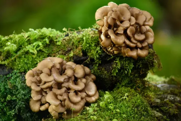 Maitake grifola frondosa