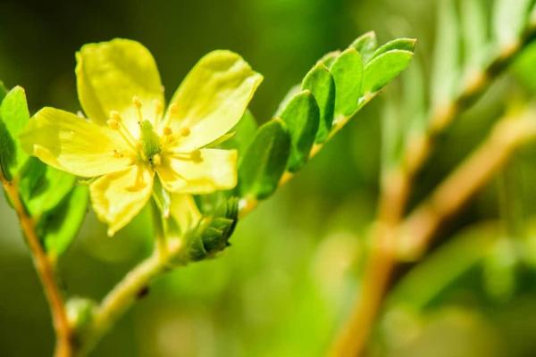 Masse terrestre tribulus terrestris