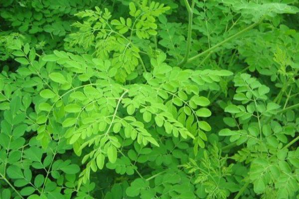 Moringa oleifera 1