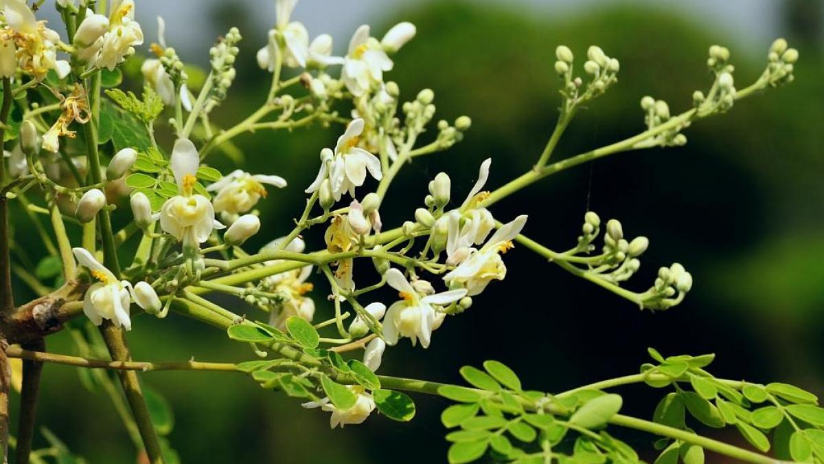 Le moringa contre la drépanocytose
