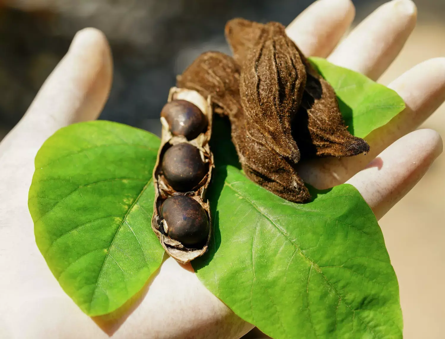 Le mucuna pruriens contre la maladie de Parkinson