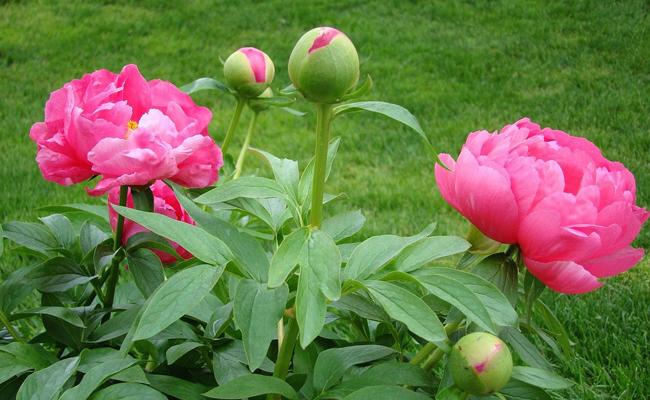 Pivoine 165026