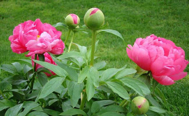 Evasion de pivoine: une vraie réponse à l'épilepsie