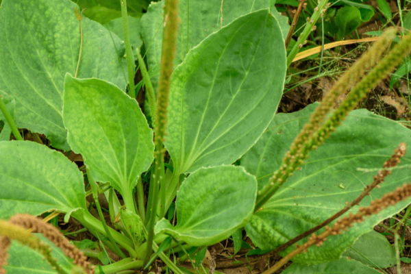 Plantago