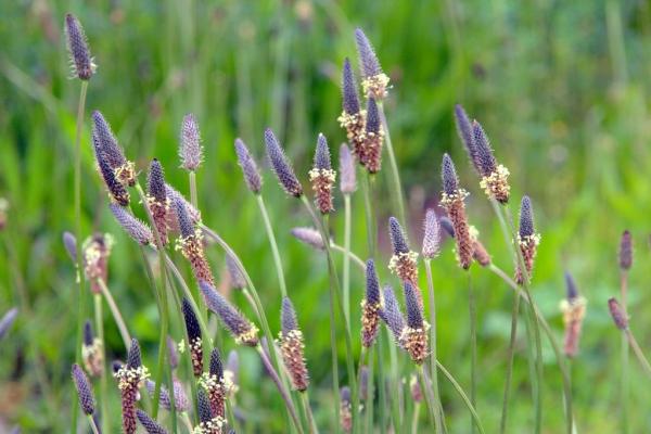 Plantain