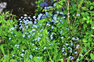 Plantes de berge