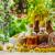 Plantes medicinales