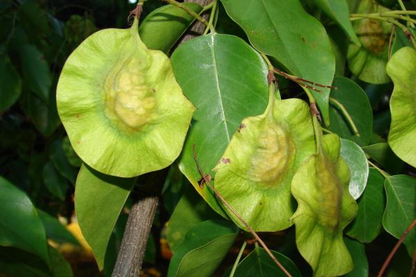 Pterocarpus osun