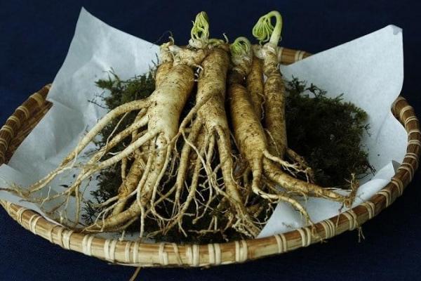 Racine de ginseng americain