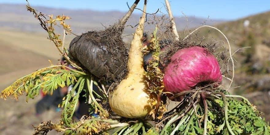 Comment utiliser la maca péruvienne contre l'hyperprolactinémie ?