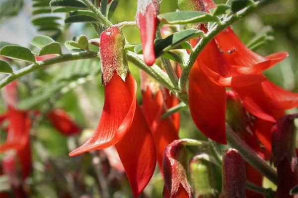 Racine de sutherlandia sutherlandia frutescens