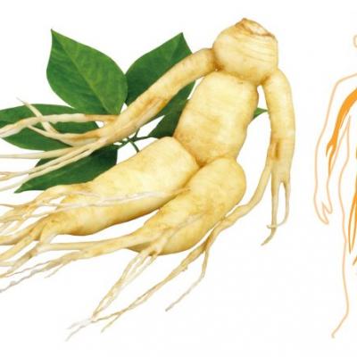 Racine ginseng bienfaits 1 e1521629684108