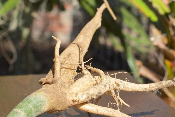 Racines de moringa