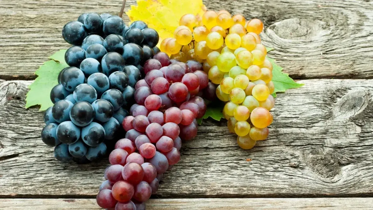 Le jus de raisin, un remède efficace pour soigner la varicocèle