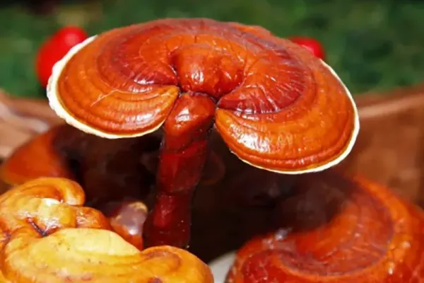 Reishi ganoderma lucidum