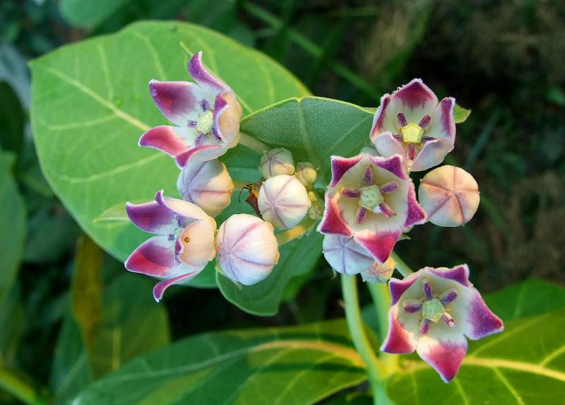 Remede naturel anemie falciforme Calotropis procera