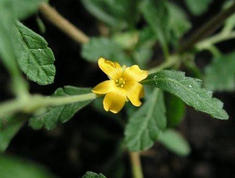 Remedes naturels contre l oligospermie