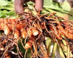 Rhizome de curcuma