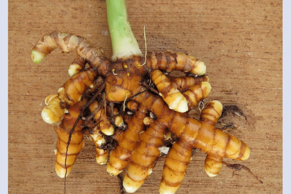 Rhizome de curcuma