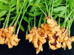 Rhizome de gingembre frais