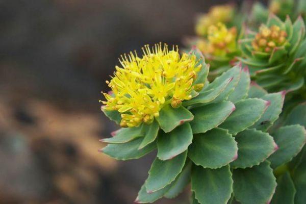 Rhodiola rhodiola rosea