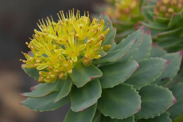 Rhodiola