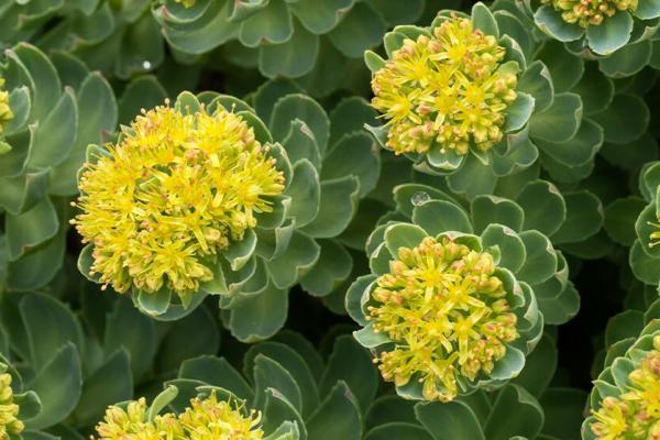 Rhodiola