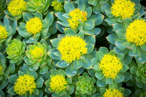 Rhodiola