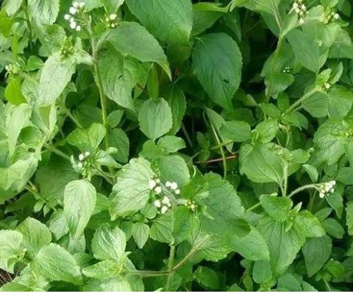 Roi des herbes pour deboucher les trompes