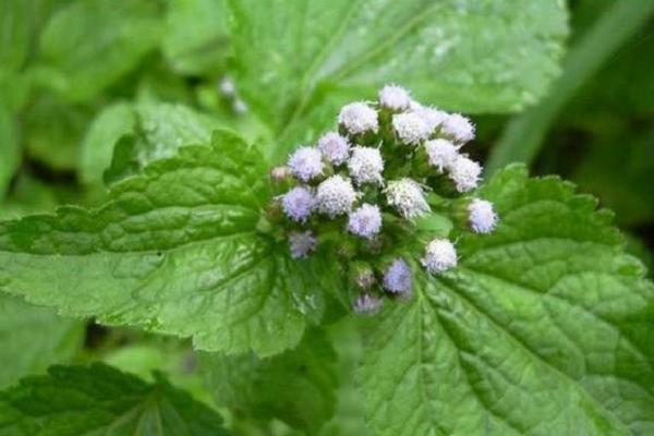 Roi des herbes