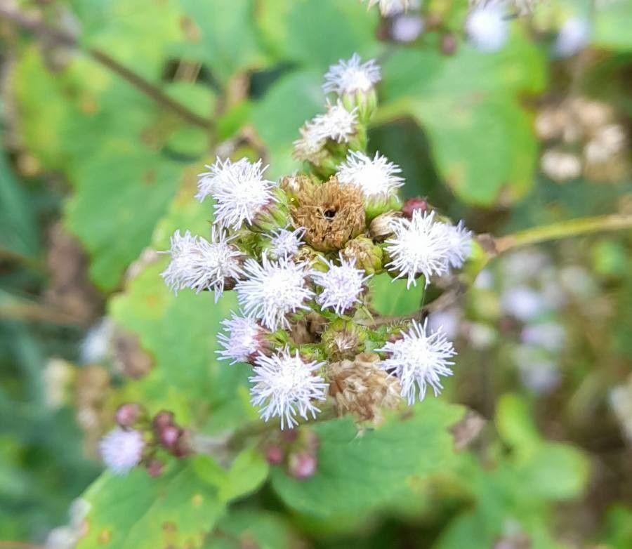 Roi des herbes2