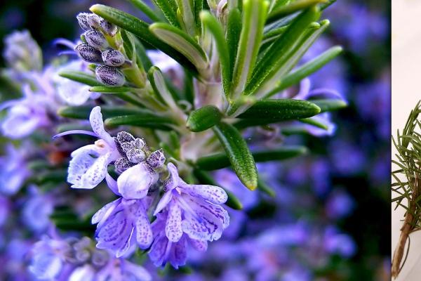 Romarin rosmarinus officinalis