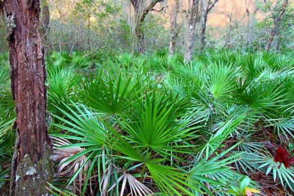 Saw palmetto serenoa repens
