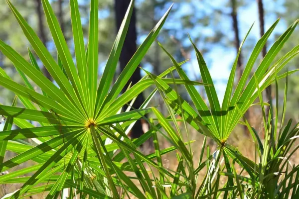 Saw palmetto