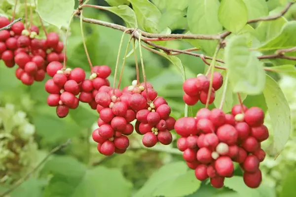 Schisandra chinensis