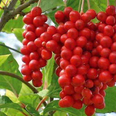 Schisandra pour le sperme