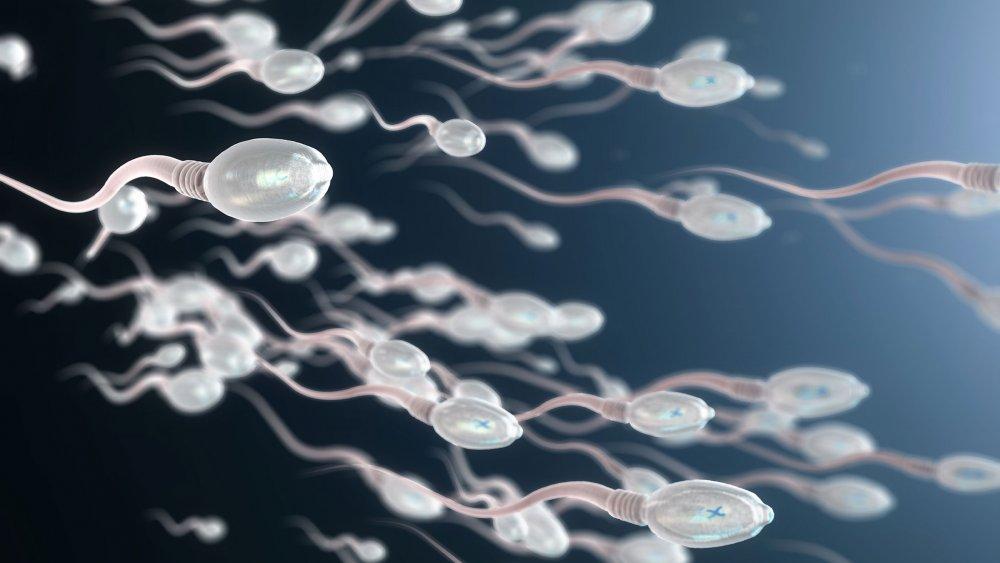 Spermatozoides