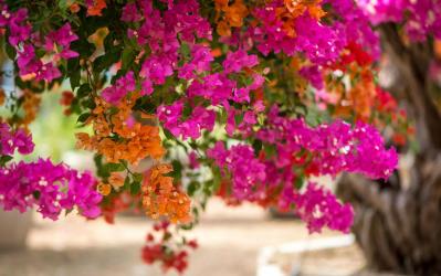 Tiges de bougainvilliers se che es 1