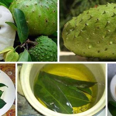 Tisane corossol hypertension