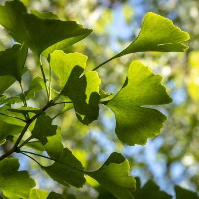 Tratamiento natural para agrandar el miembro