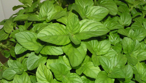 Tratamiento natural para hepatitis