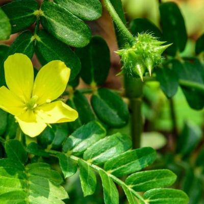 Tribulus contre l oligospermie