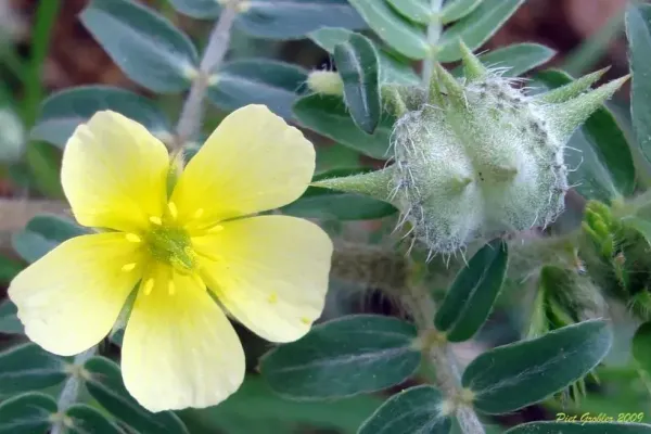 Tribulus ou croix de malte