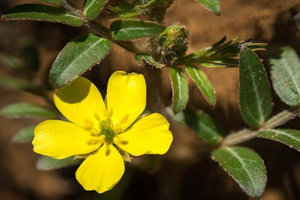 Tribulus terrestris 1